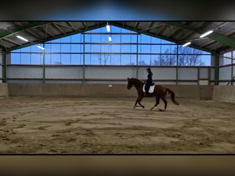 Rheinländer Wallach 12 Jahre 169 cm Fuchs in Hambergen