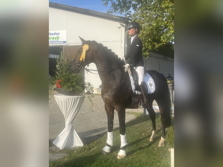 Rheinländer Wallach 12 Jahre 170 cm Dunkelbrauner in Hamminkeln