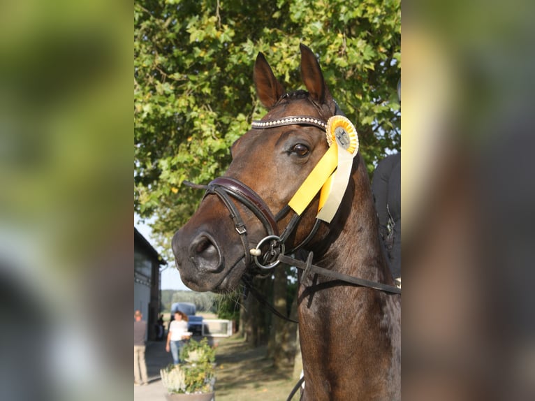 Rheinländer Wallach 12 Jahre 170 cm Dunkelbrauner in Hamminkeln