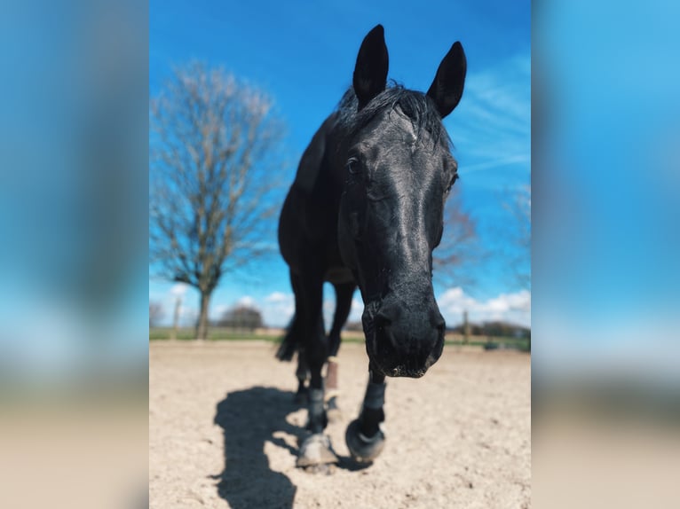 Rheinländer Wallach 12 Jahre 173 cm Rappe in Erkelenz