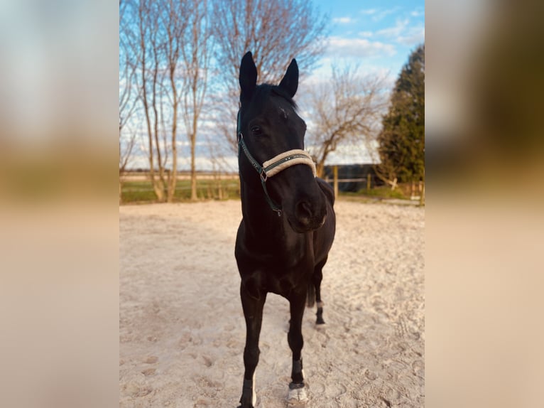 Rheinländer Wallach 12 Jahre 173 cm Rappe in Erkelenz