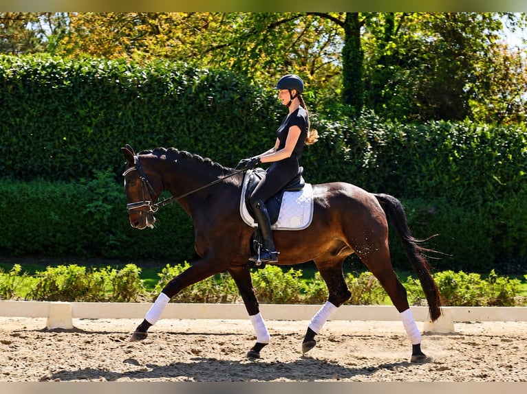 Rheinländer Wallach 12 Jahre 173 cm Schwarzbrauner in Kempen