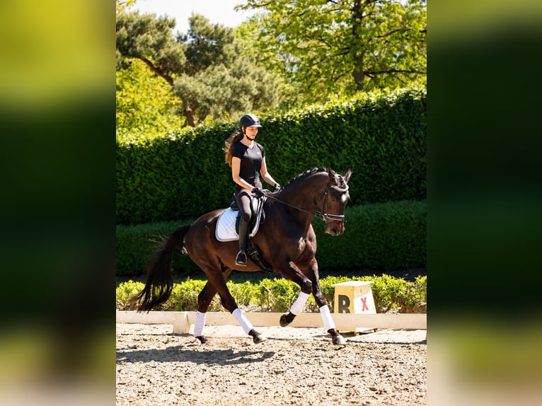 Rheinländer Wallach 12 Jahre 173 cm Schwarzbrauner in Kempen