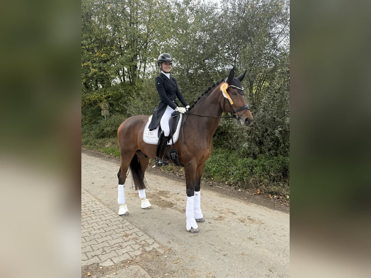 Rheinländer Wallach 12 Jahre 175 cm Brauner in Sandhausen