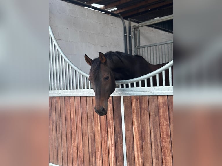 Rheinländer Wallach 12 Jahre 175 cm Brauner in Kempen
