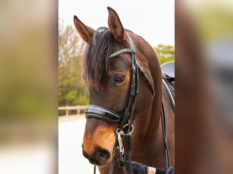 Rheinländer Wallach 12 Jahre 175 cm Brauner in Kempen