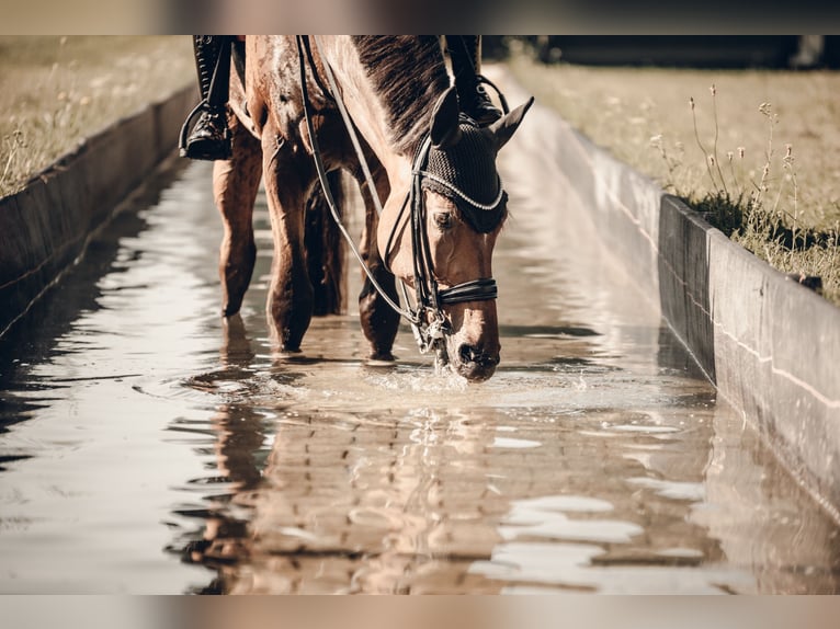 Rheinländer Wallach 12 Jahre 175 cm Brauner in Sandhausen