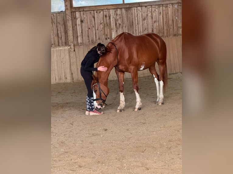 Rheinländer Wallach 12 Jahre 175 cm Fuchs in Arnstorf
