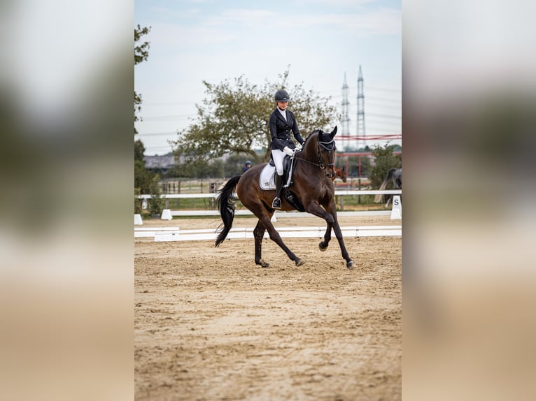 Rheinländer Wallach 12 Jahre 175 cm Schwarzbrauner in Krefeld