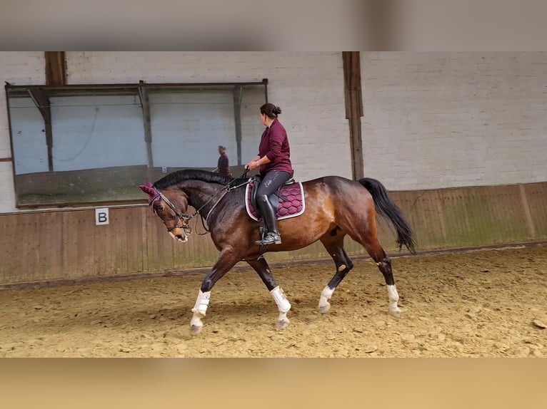 Rheinländer Wallach 12 Jahre 180 cm Brauner in Gelsenkirchen