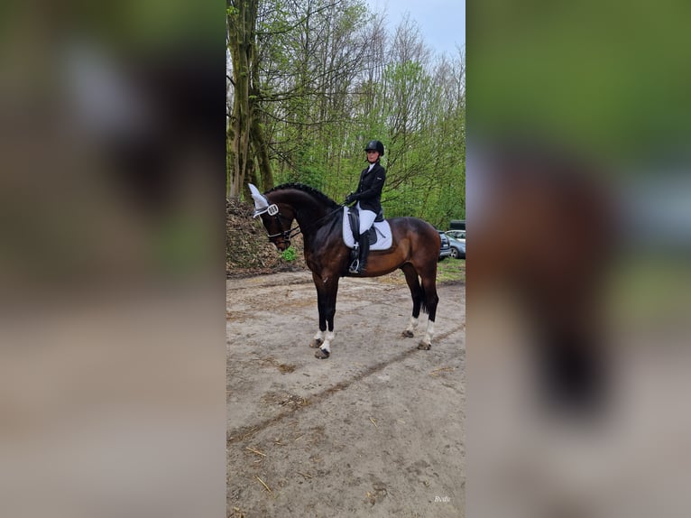 Rheinländer Wallach 12 Jahre 180 cm Brauner in Gelsenkirchen