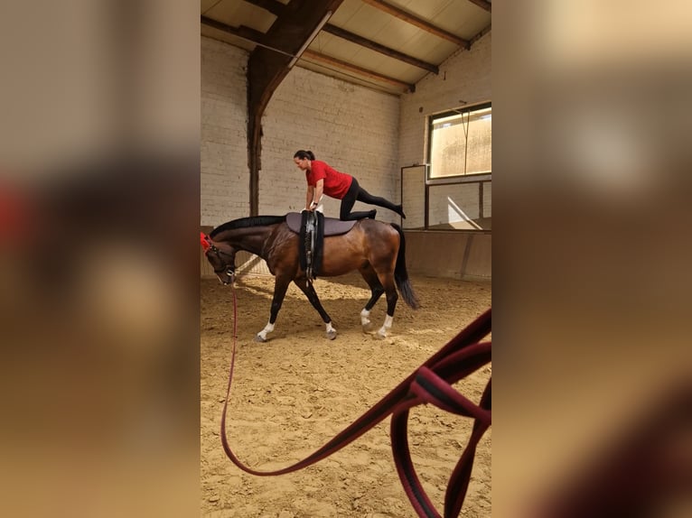 Rheinländer Wallach 12 Jahre 180 cm Brauner in Gelsenkirchen