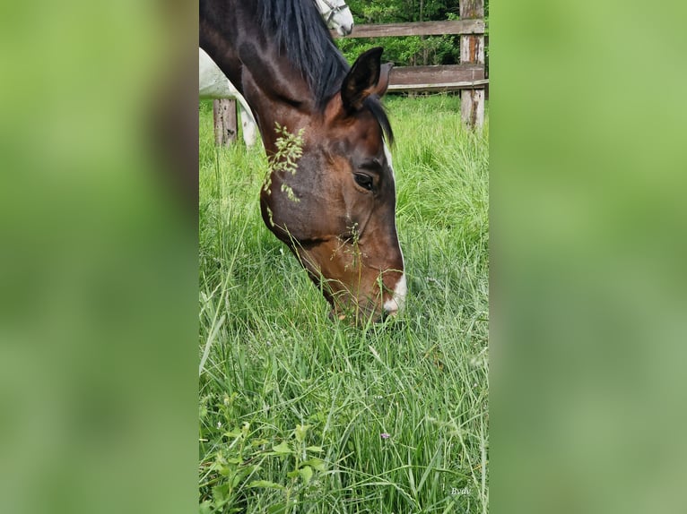 Rheinländer Wallach 12 Jahre 180 cm Brauner in Gelsenkirchen