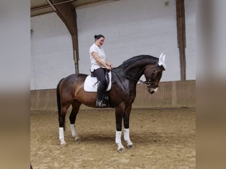 Rheinländer Wallach 12 Jahre 180 cm Brauner in Gelsenkirchen