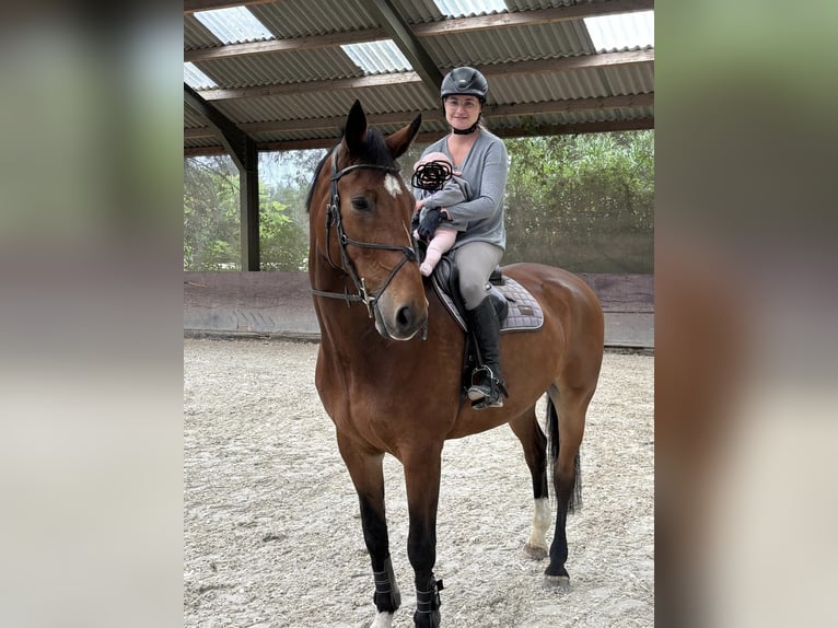 Rheinländer Wallach 12 Jahre 180 cm Brauner in Kaarst
