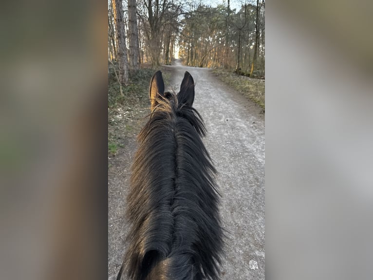 Rheinländer Wallach 12 Jahre 180 cm Rappe in Waldenbuch Rheinländer Wallach 12 Jahre 180 cm Rappe in Waldenbuch