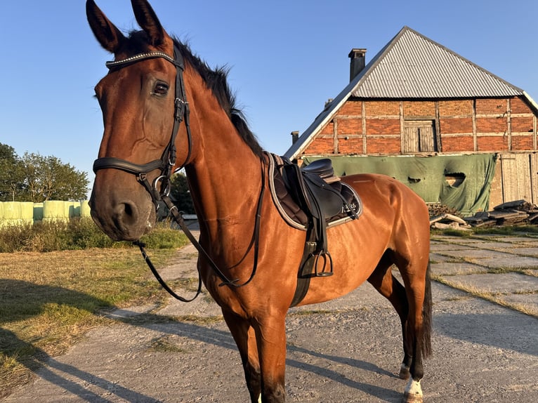 Rheinländer Wallach 12 Jahre 185 cm Brauner in Lühmannsdorf