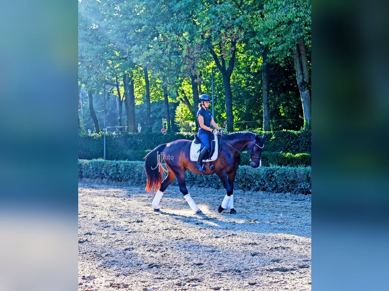 Rheinländer Wallach 13 Jahre 160 cm Schwarzbrauner in Kempen