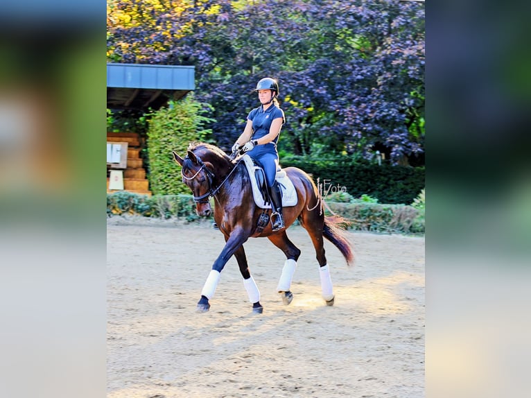 Rheinländer Wallach 13 Jahre 160 cm Schwarzbrauner in Kempen