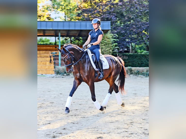 Rheinländer Wallach 13 Jahre 160 cm Schwarzbrauner in Kempen