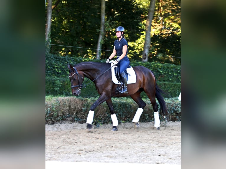 Rheinländer Wallach 13 Jahre 160 cm Schwarzbrauner in Kempen