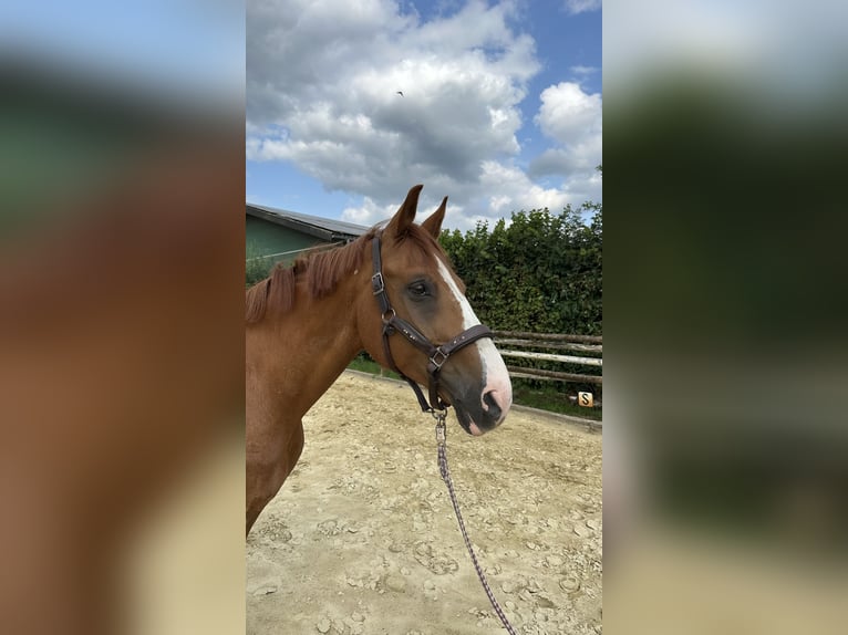 Rheinländer Wallach 13 Jahre 165 cm Dunkelfuchs in Wesel