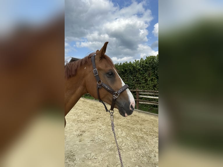 Rheinländer Wallach 13 Jahre 165 cm Dunkelfuchs in Wesel