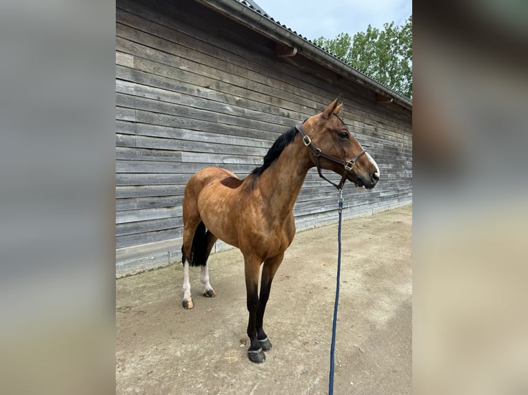 Rheinländer Wallach 13 Jahre 166 cm Falbe in Zandhoven