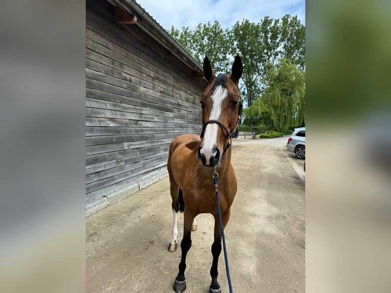 Rheinländer Wallach 13 Jahre 166 cm Falbe in Zandhoven