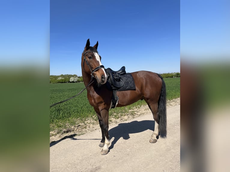 Rheinländer Wallach 13 Jahre 170 cm Brauner in Übach-Palenberg