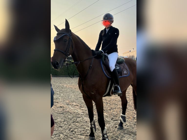 Rheinländer Wallach 13 Jahre 170 cm Brauner in Gattinara