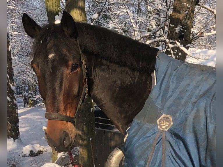 Rheinländer Wallach 13 Jahre 170 cm Dunkelbrauner in Köln