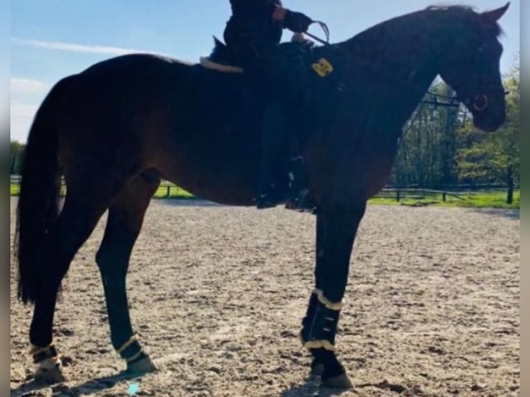 Rheinländer Wallach 13 Jahre 170 cm Dunkelbrauner in Köln