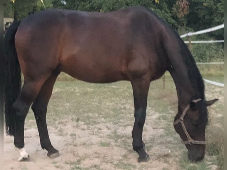 Rheinländer Wallach 13 Jahre 170 cm Dunkelbrauner in Köln