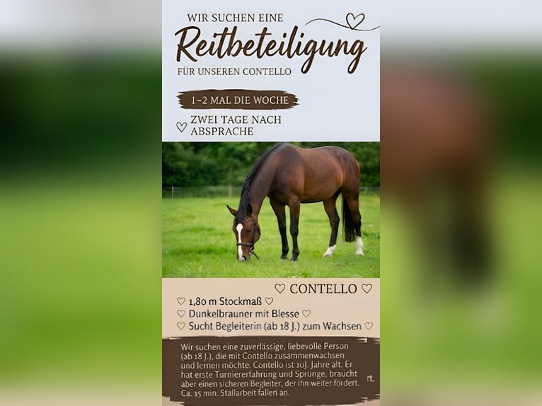 Rheinländer Wallach 13 Jahre 180 cm Brauner in Gelsenkirchen