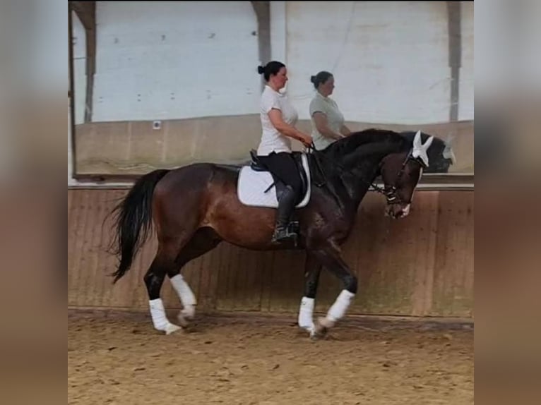 Rheinländer Wallach 13 Jahre 180 cm Brauner in Gelsenkirchen scholven/dorsten