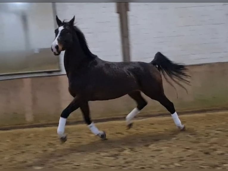 Rheinländer Wallach 13 Jahre 180 cm Brauner in Gelsenkirchen scholven/dorsten