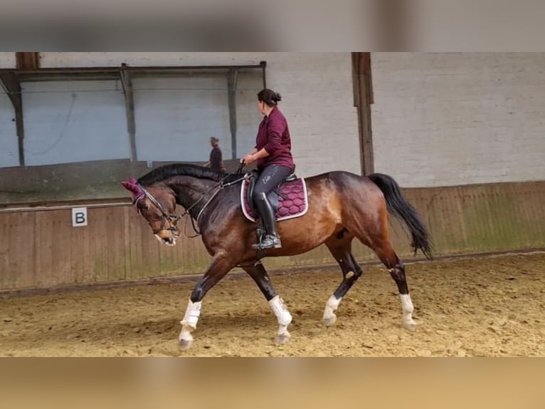 Rheinländer Wallach 13 Jahre 180 cm Brauner in Gelsenkirchen scholven/dorsten