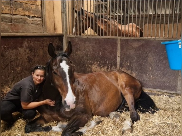 Rheinländer Wallach 13 Jahre 180 cm Brauner in Gelsenkirchen scholven/dorsten