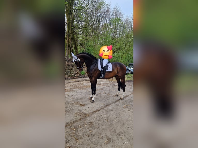 Rheinländer Wallach 13 Jahre 180 cm Brauner in Gelsenkirchen scholven/dorsten