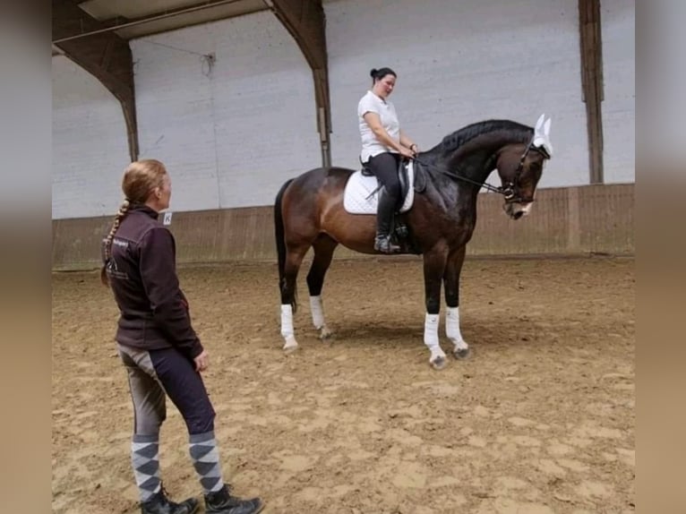 Rheinländer Wallach 13 Jahre 180 cm Brauner in Gelsenkirchen scholven/dorsten