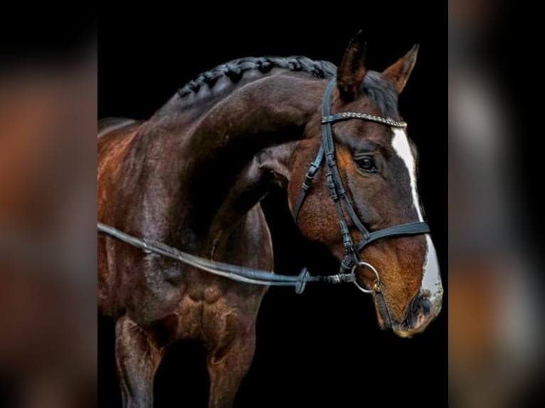 Rheinländer Wallach 13 Jahre 180 cm Brauner in Gelsenkirchen scholven/dorsten