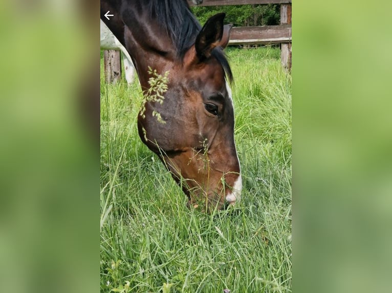 Rheinländer Wallach 13 Jahre 180 cm Brauner in Gelsenkirchen scholven/dorsten