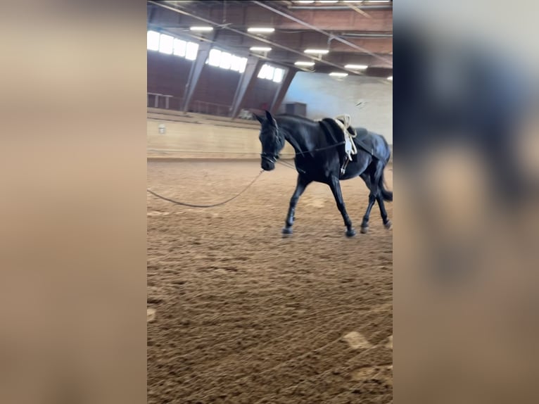 Rheinländer Wallach 13 Jahre 180 cm Rappe in Waldenbuch