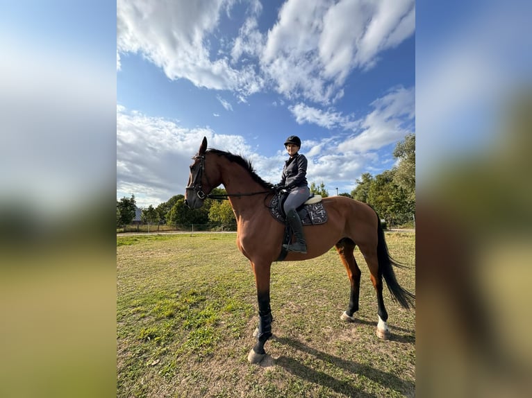 Rheinländer Wallach 13 Jahre 184 cm Brauner in L&#xFC;hmannsdorf