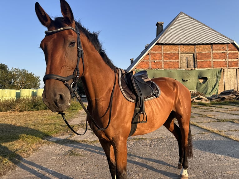 Rheinländer Wallach 13 Jahre 184 cm Brauner in L&#xFC;hmannsdorf