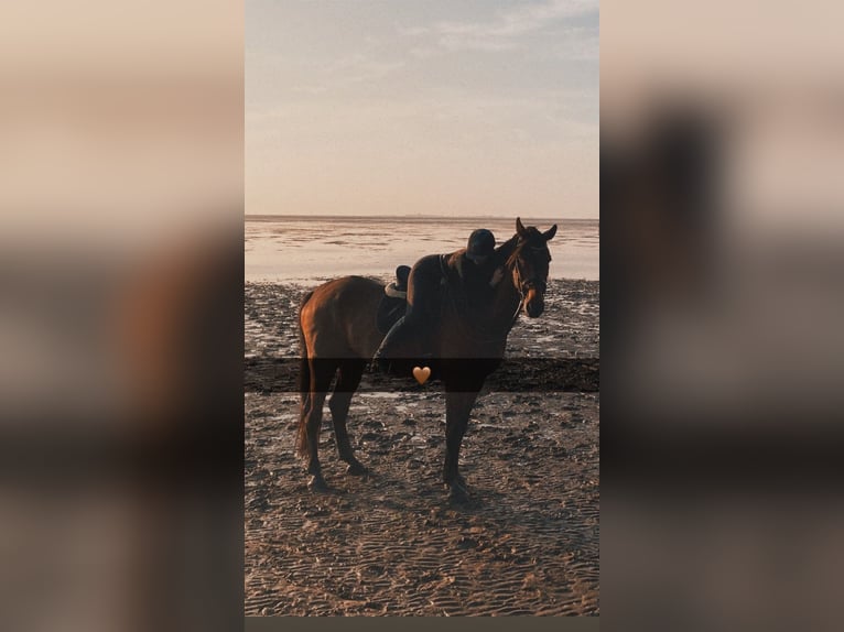 Rheinländer Wallach 13 Jahre 187 cm Brauner in Cuxhaven