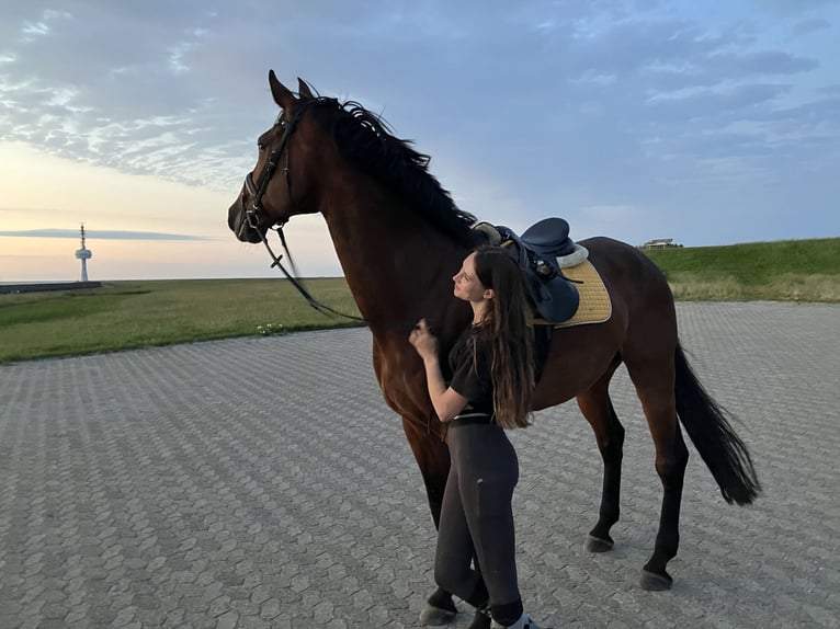 Rheinländer Wallach 13 Jahre 187 cm Brauner in Cuxhaven