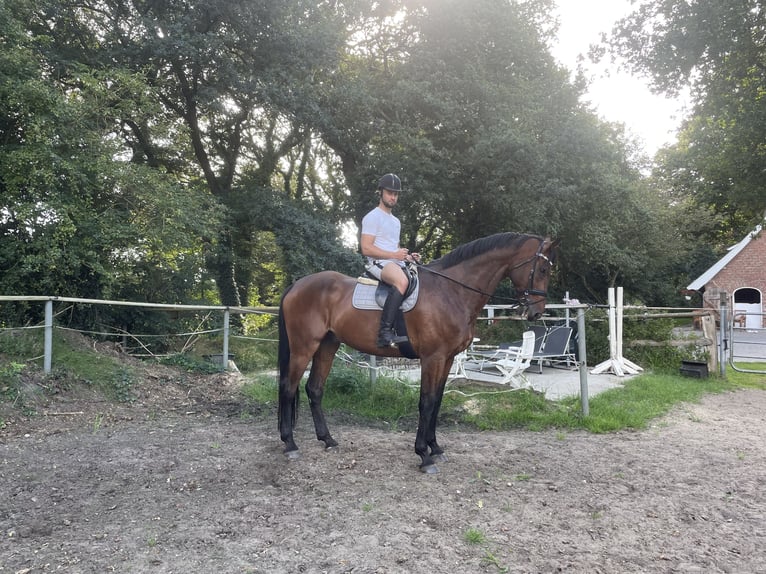 Rheinländer Wallach 13 Jahre 187 cm Brauner in Cuxhaven