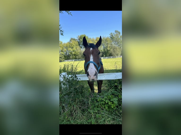 Rheinländer Wallach 14 Jahre 165 cm Brauner in Hamminkelneln